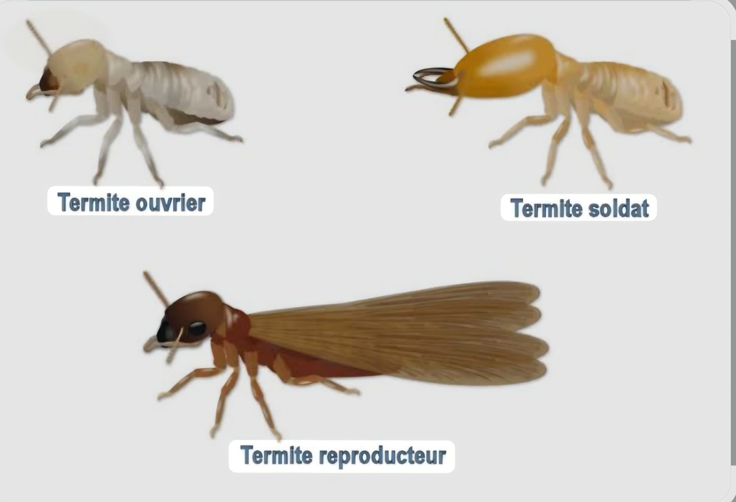 Termites en Bretagne